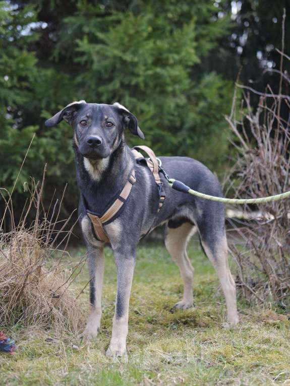 Собаки в Москве: Щенок Кай в добрые руки Мальчик, Бесплатно - фото 2