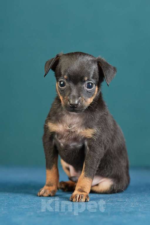 Собаки в Вологде: Предлагаются к продаже Мальчик, Бесплатно - фото 3