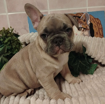 Милый малыш французский бульдог.