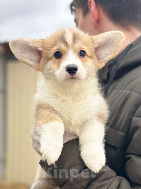 Собаки в Нижнем Новгороде: Щенки Вельш-корги Пемброк документы РКФ. Девочка, 50 000 руб. - фото 2