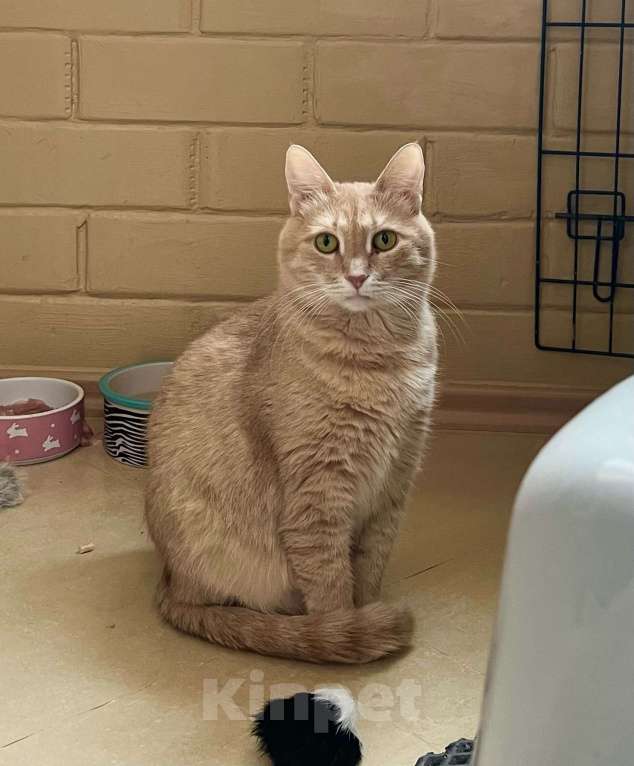 Кошки в Москве: Кошка Злата – удивительно умная золотая девочка в добрые руки Девочка, Бесплатно - фото 5