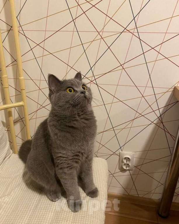 Кошки в Перми: Продам британскую кошечку Девочка, 1 900 руб. - фото 2