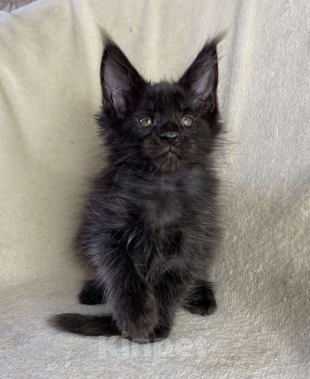 Кошки в Дмитрове: Черный сОлидный мальчик мейн кун Мальчик, 50 000 руб. - фото 3