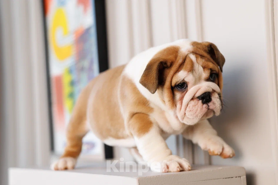 Собаки в Москве: Милое создание Карлуша Девочка, 100 000 руб. - фото 6