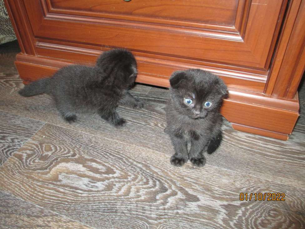 Кошки в Челябинске: шотландцы вислоухие Мальчик, 2 000 руб. - фото 2