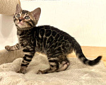 Кошки в Москве: Бенгальский котенок  Мальчик, 50 000 руб. - фото 8