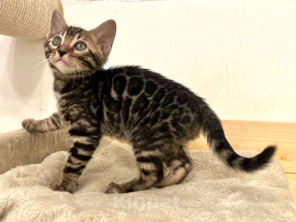 Кошки в Москве: Бенгальский котенок  Мальчик, 50 000 руб. - фото 8