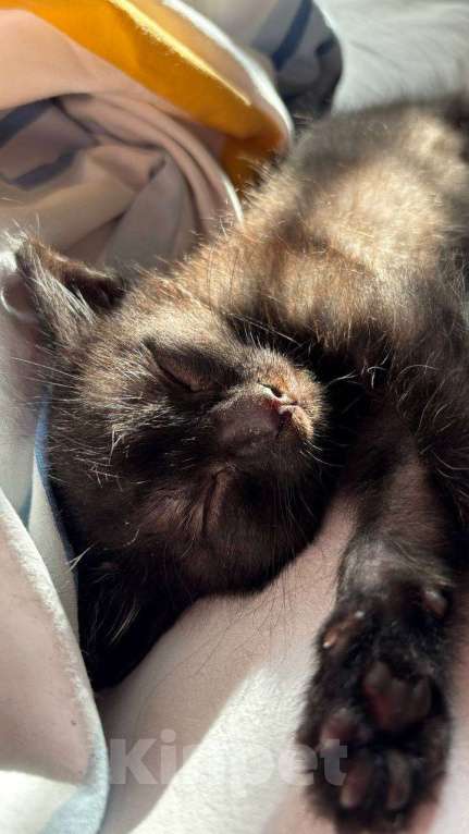 Кошки в Москве: Шурик- маленький боец Мальчик, Бесплатно - фото 3