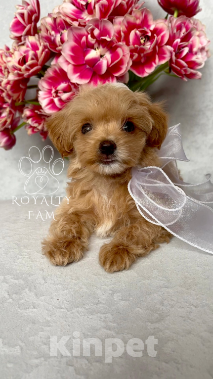 Собаки в Тольятти: Мини мальчик мальтипу F1 Royalty Fam Lovelace Мальчик, Бесплатно - фото 9