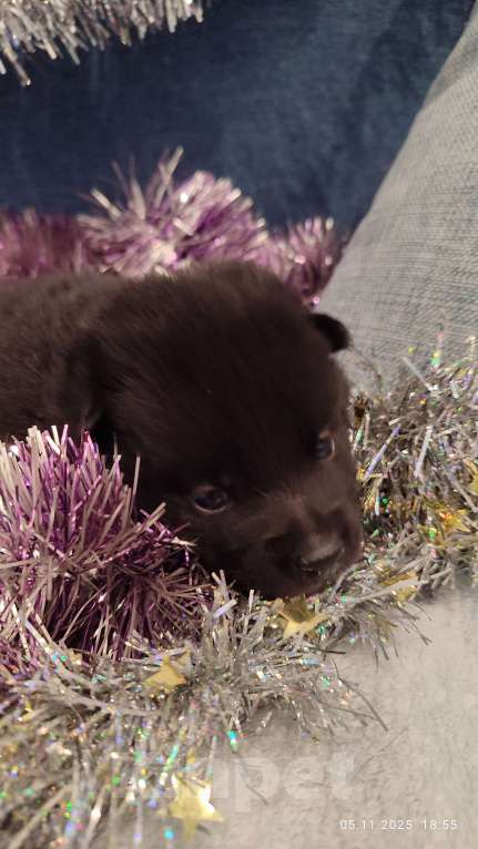 Собаки в Раменском: Щенки шипперке от титулованных родителей в домашних условиях (Желтая) Девочка, 80 000 руб. - фото 2