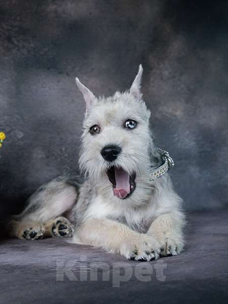 Собаки в Мытищах: Подрощенная девочка Девочка, 55 000 руб. - фото 2