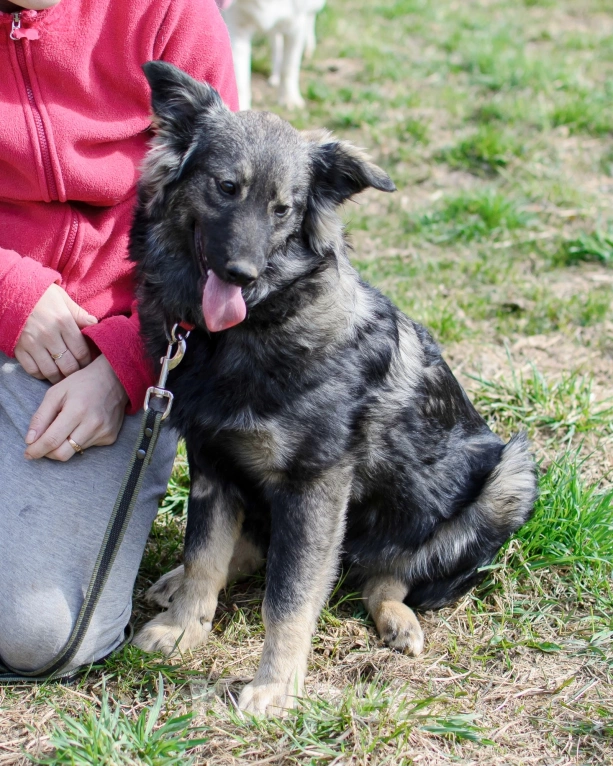Собаки в других городах Московской области: Мишелька- вермишелька в поисках хозяина. Девочка, Бесплатно - фото 3