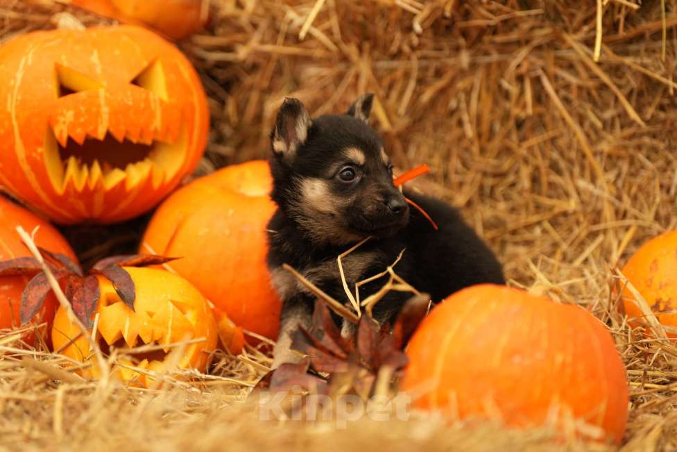 Собаки в Казани: ВЕО РКФ Девочка, 55 000 руб. - фото 7