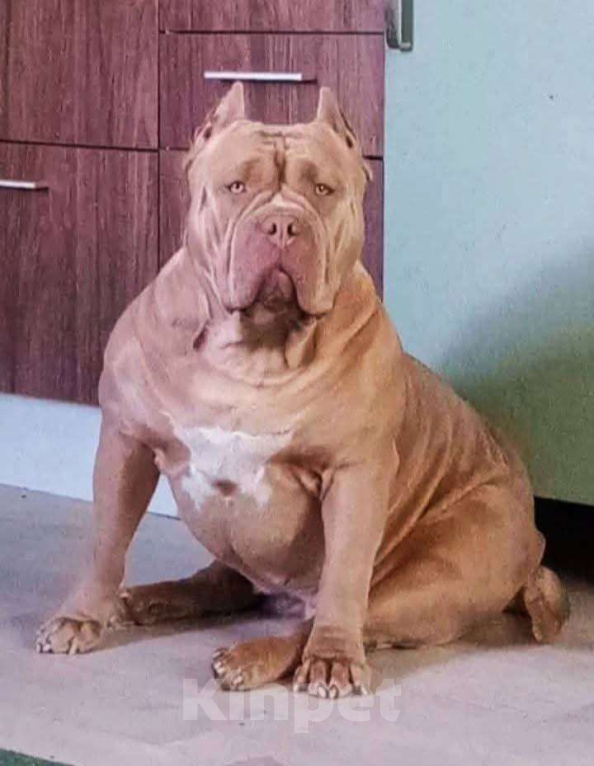 Собаки в других городах Московской области: Эксклюзивные щенки американского булли xl Девочка, 450 000 руб. - фото 5