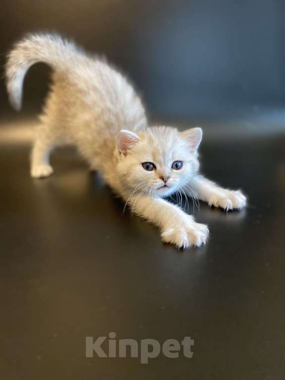 Кошки в Москве: Алечка. Девочка, 35 000 руб. - фото 3