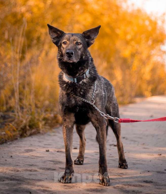 Собаки в Москве: Спокойный утончённый и тактичный Джай из приюта в добрые руки Мальчик, Бесплатно - фото 5