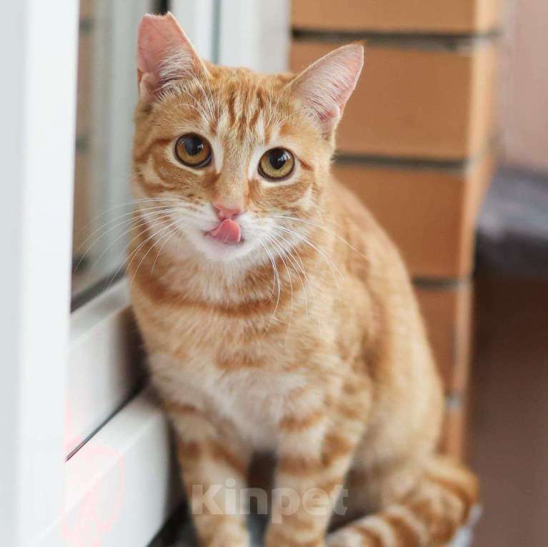 Кошки в Москве: Рыжую Алису выпускают после стерилизации 🆘️ Срочный поиск дома Девочка, Бесплатно - фото 5