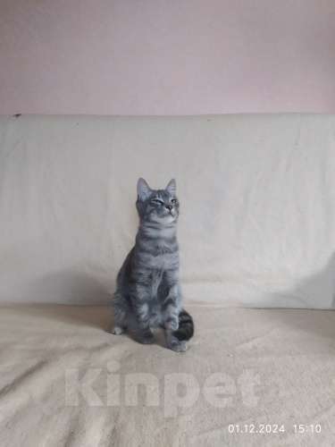 Кошки в Севастополе: Серебристый мальчик Мальчик, 100 руб. - фото 4