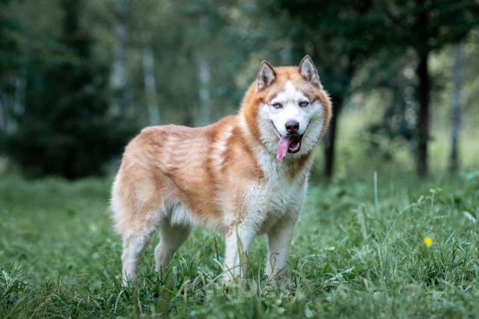 Собаки в Москве: Рыжий Мальчик, Бесплатно - фото 2