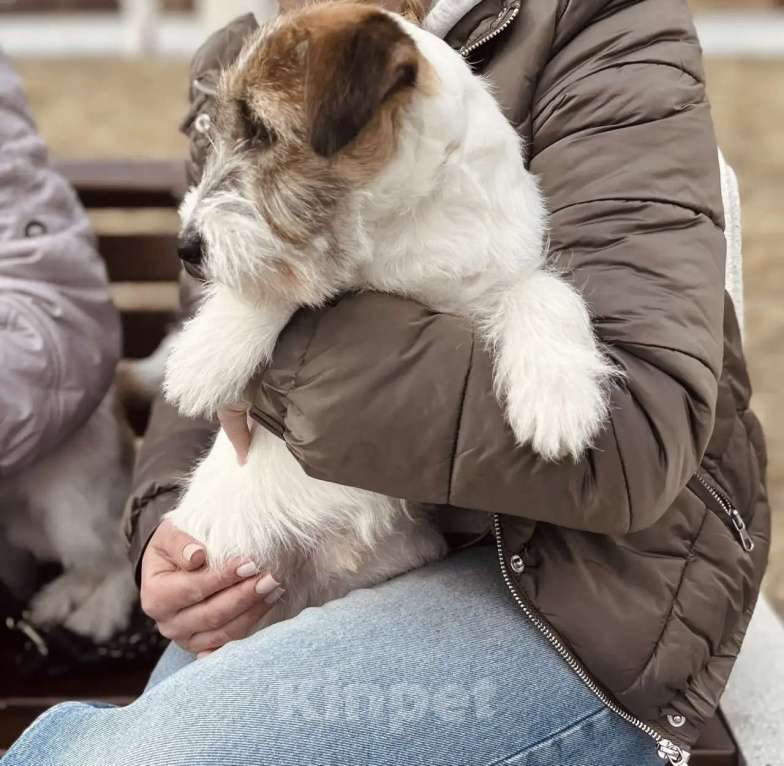 Собаки в Волгограде: Джек Рассел терьер Девочка, 30 000 руб. - фото 5