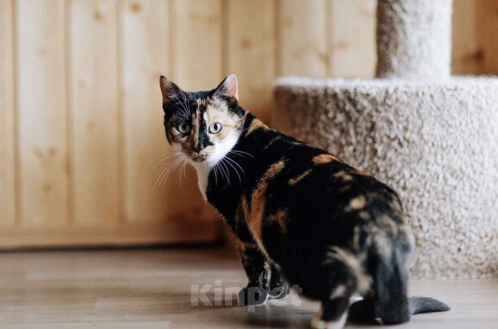 Кошки в Москве: ОЛИВКА ИЩЕТ ДОМ Девочка, Бесплатно - фото 2