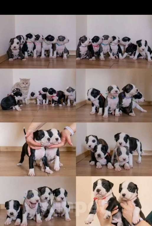 Собаки в Ивантеевке: Щенки от чемпионов Разнополые, 50 000 руб. - фото 7