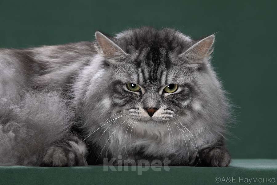 Кошки в других городах Московской области: Чудесный сибирский котик приглашает девочек на свидание. Мальчик, 25 000 руб. - фото 3