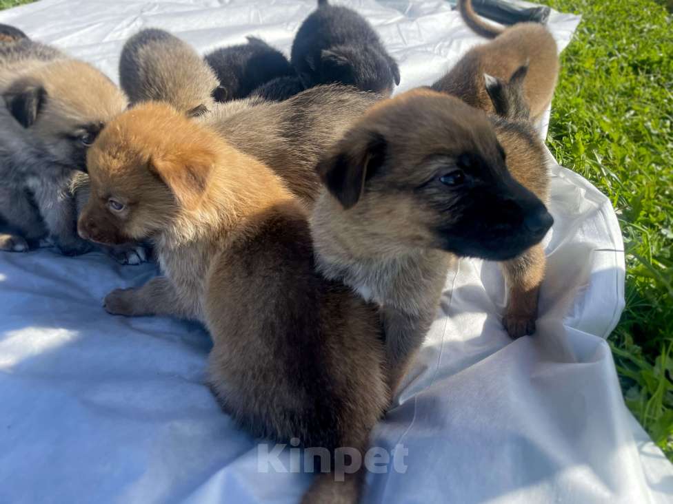 Собаки в Москве: Щенки немецкой овчарки Мальчик, 5 000 руб. - фото 3