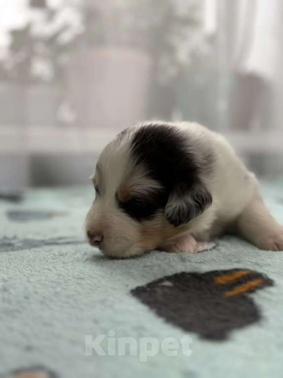 Собаки в Бикине: Аусси Мальчик, 80 000 руб. - фото 1