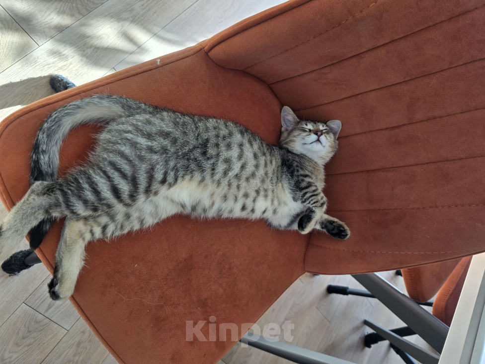 Кошки в Москве: Котенок Тимоша Мальчик, Бесплатно - фото 4