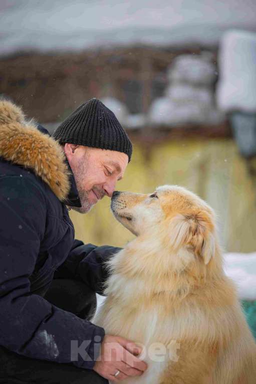 Собаки в Москве: Пушистая, добрая, красивая собака Уля в добрые руки Девочка, Бесплатно - фото 9