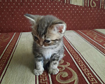 Кошки в Самаре: Котята Девочка, 2 500 руб. - фото 3
