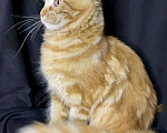 Кошки в Кудымкаре: Котята Мейн кун с документами, 45 000 руб. - фото 2