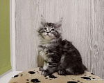 Кошки в Ливны: Мейн-кун котята, 40 000 руб. - фото 8