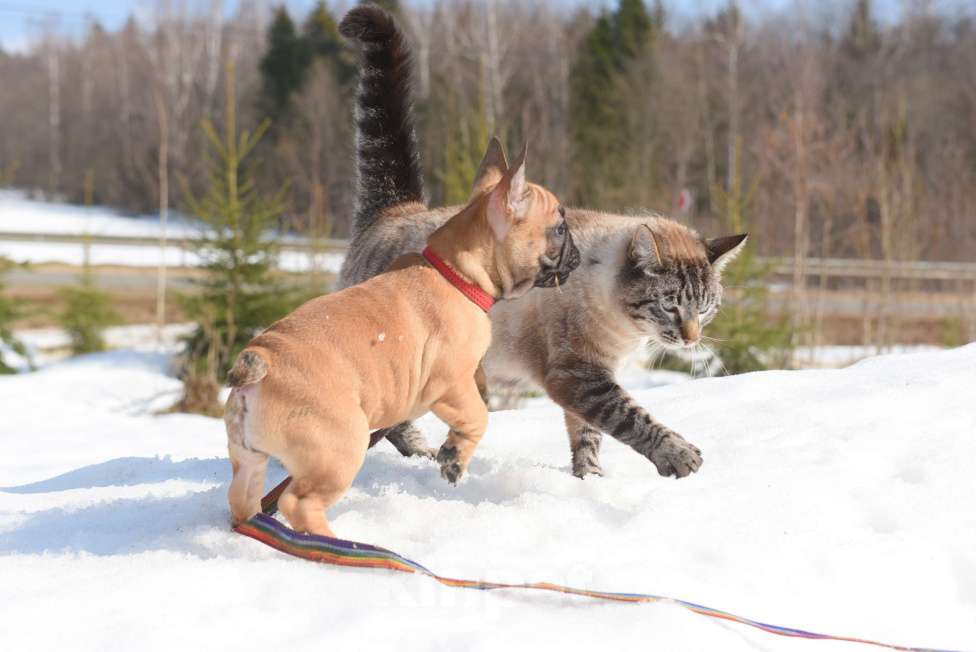 Собаки в Москве: Девочка Девочка, 50 000 руб. - фото 7