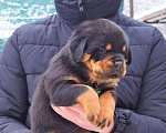 Собаки в Пятигорске: Ротвейлер Девочка, Бесплатно - фото 1