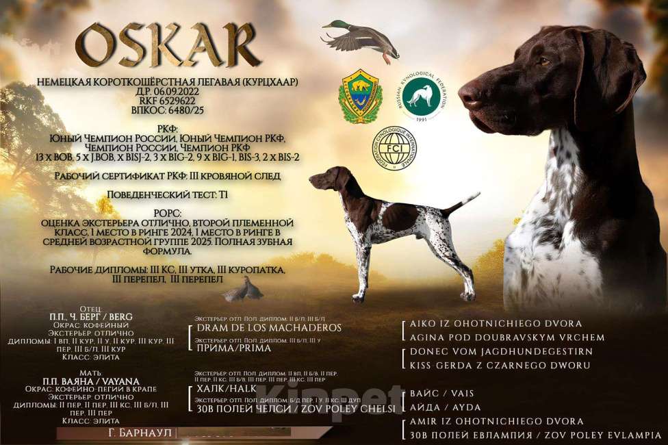 Собаки в Новосибирске: Щенок курцхаара Девочка, 45 000 руб. - фото 3