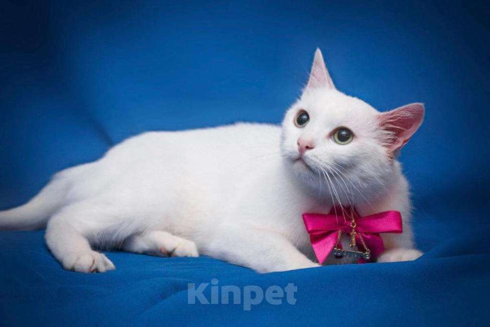 Кошки в Москве: Белая кошечка Одри в добрые руки  Девочка, Бесплатно - фото 2