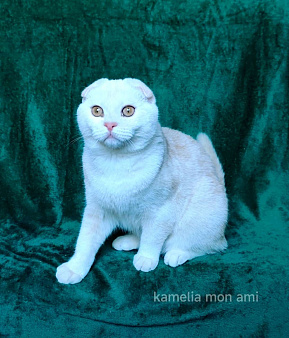 Шотландский котенок редкого окраса