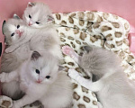 Кошки в Казани: Ragdoll чудесные котяткт Мальчик, 95 000 руб. - фото 1