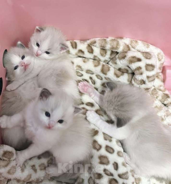 Кошки в Казани: Ragdoll чудесные котяткт Мальчик, 95 000 руб. - фото 1