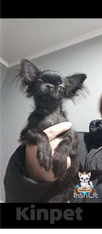 Собаки в Великом Новгороде: Мини чихуахуа девочка . Девочка, 40 000 руб. - фото 1