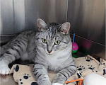 Кошки в Москве: Молодая кошечка Туся в самые добрые руки! Девочка, Бесплатно - фото 4