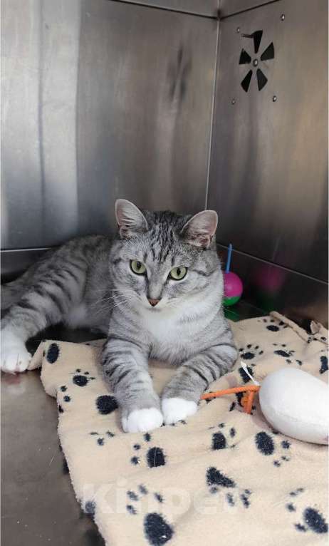 Кошки в Москве: Молодая кошечка Туся в самые добрые руки! Девочка, Бесплатно - фото 4
