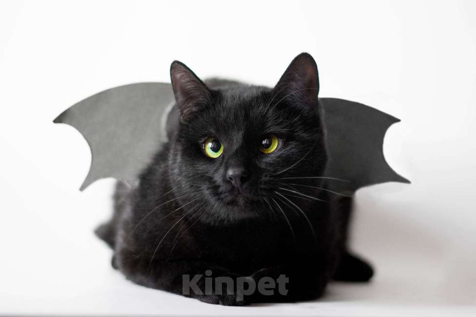 Кошки в Москве: Косоглазый черный котик в добрые руки Мальчик, Бесплатно - фото 2