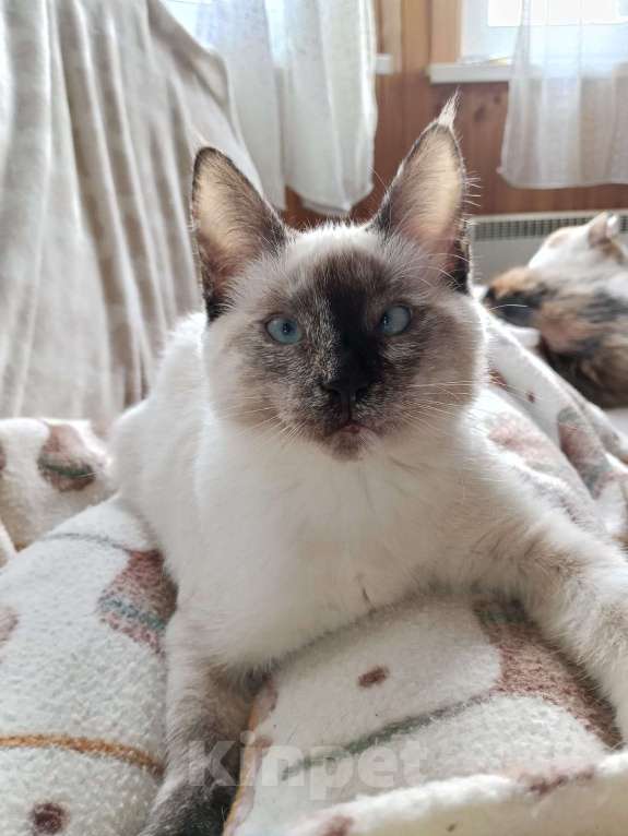 Кошки в Москве: Ласковый котёнок в добрые руки  Девочка, Бесплатно - фото 5