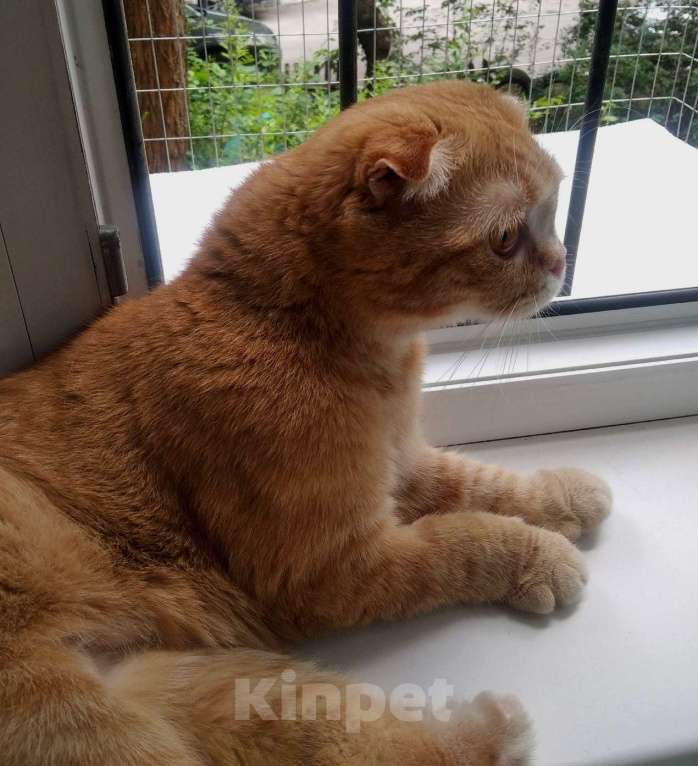 Кошки в Воронеже: Особенная кошечка Бося в добрые руки Девочка, Бесплатно - фото 3