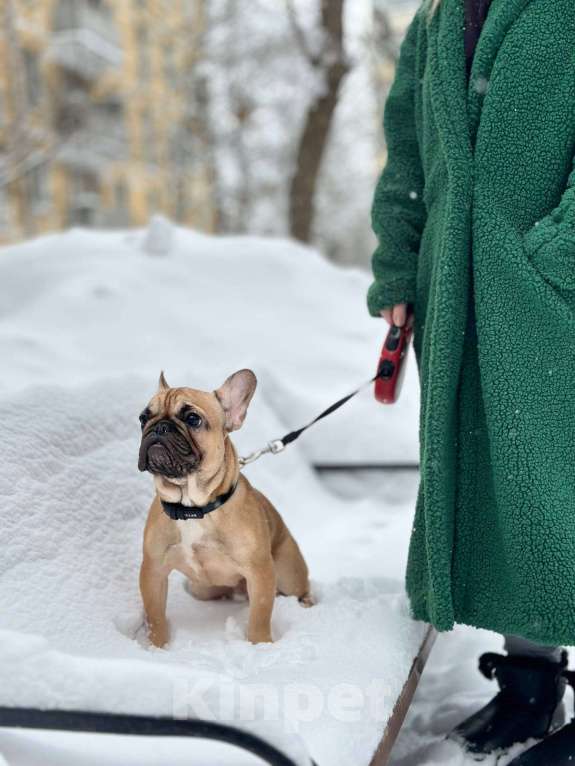 Собаки в Москве: Палевый мальчик Мальчик, 50 000 руб. - фото 9