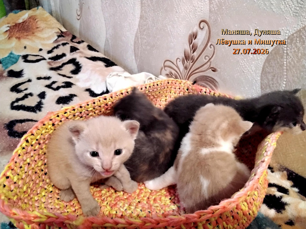 Кошки в других городах Мурманской области: Домашние котята Мальчик, 1 000 руб. - фото 10