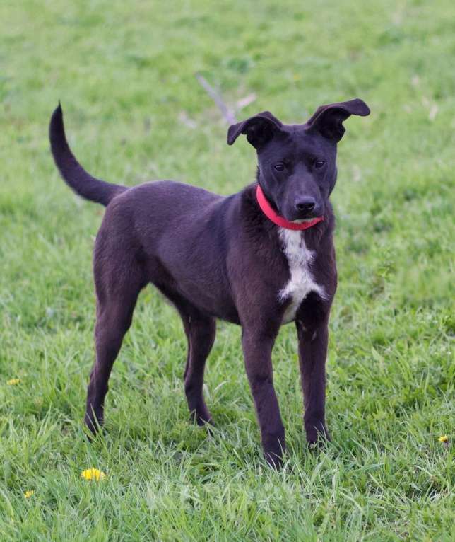 Собаки в других городах Московской области: Активная девочка Тесси ищет дом Девочка, Бесплатно - фото 2